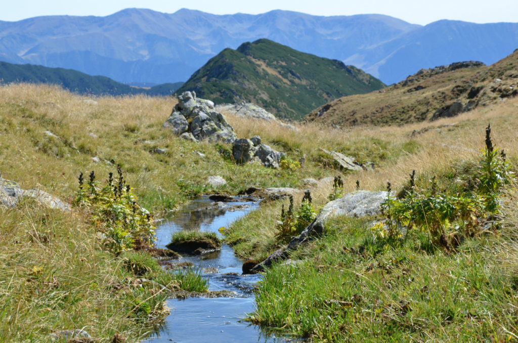 W drodze na Moldoveanu - Galbena