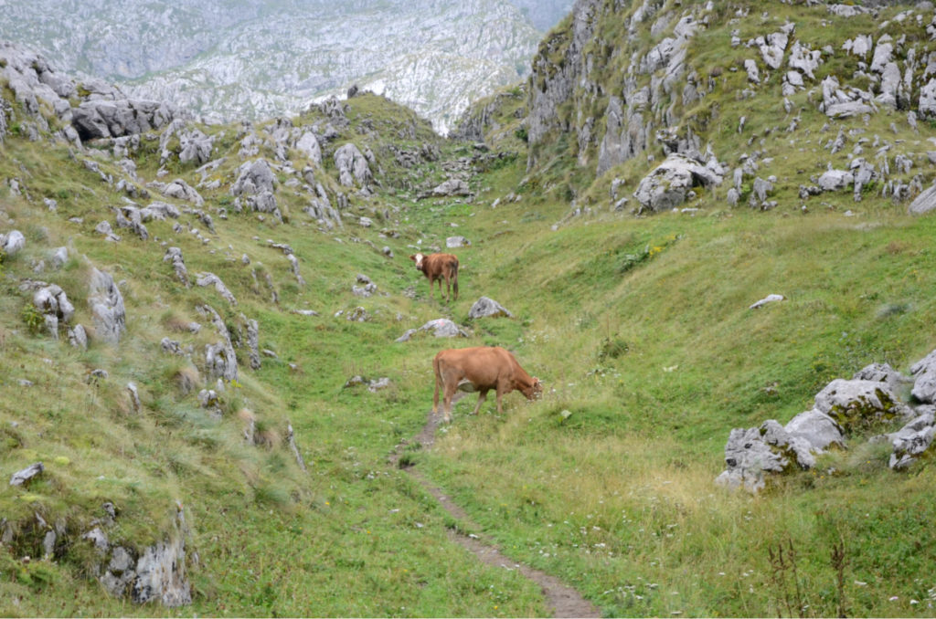 Zla Kolata - Krowy pasace sie w gorach