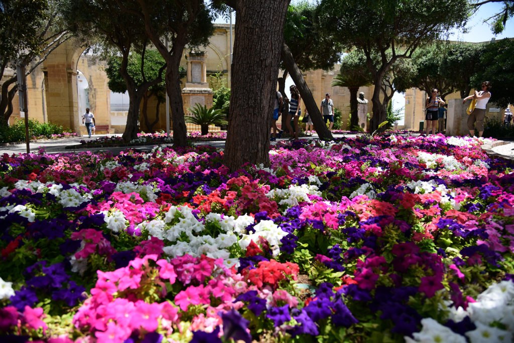 Valletta - Górne Ogrody Barrakka - rabata kwiatowa