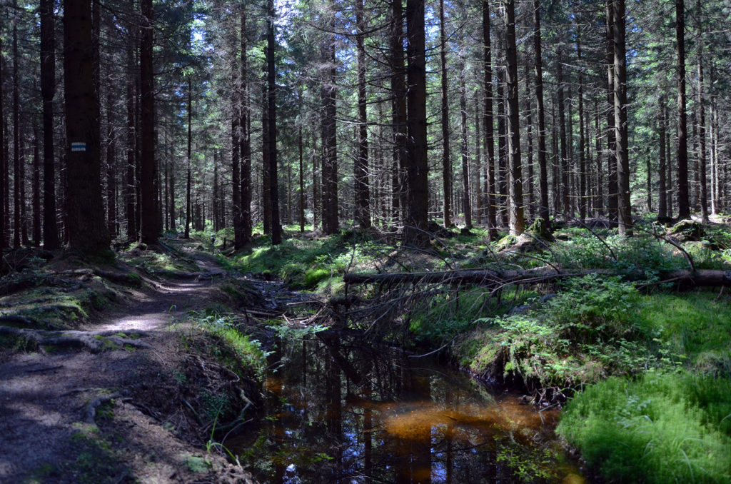 Niebieski szlak na Skalnik