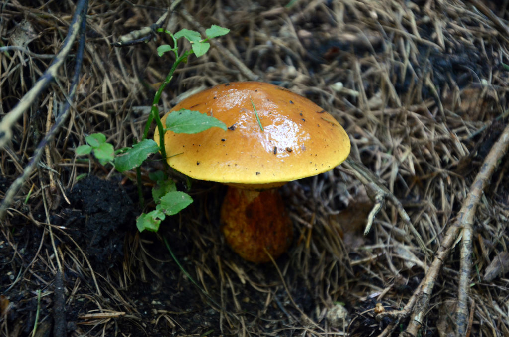Piękny grzyb przy szlaku na Skalnik