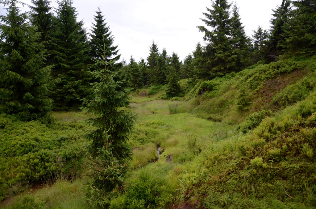 Podmokła łąka górska przy czerwonym szlaku na Wysoką Kopę