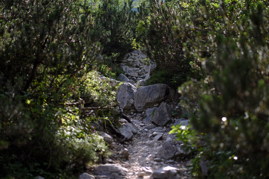 Kamieniste podejście pomiędzy kosodrzewiną - szlak na Triglav