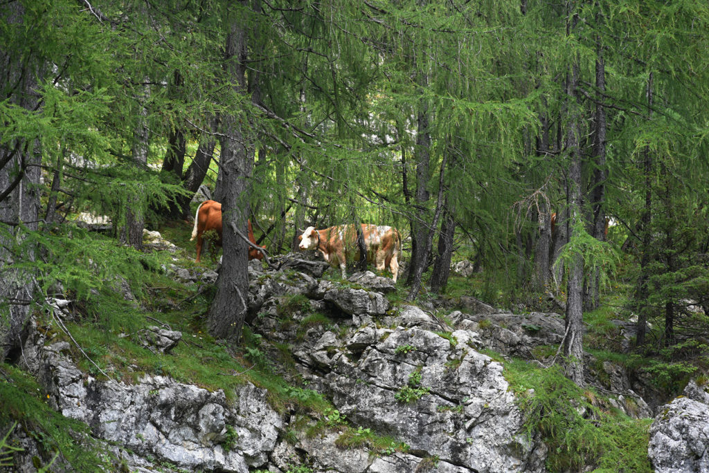 Krowy na wysokości - okolica Pastreskiej Chaty